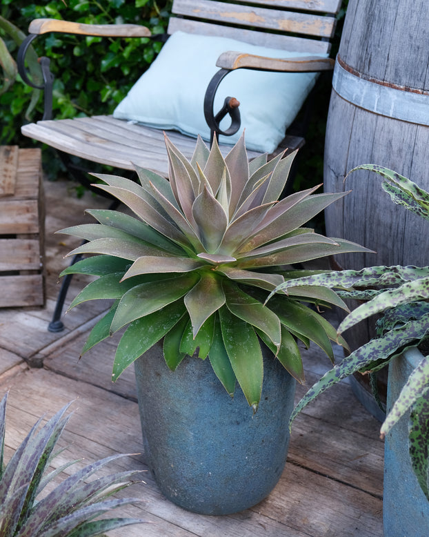 Mangave 'Lavender Lady'