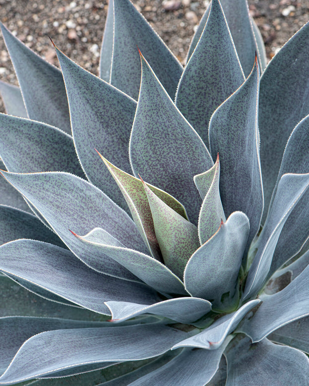 Mangave 'Lavender Lady'