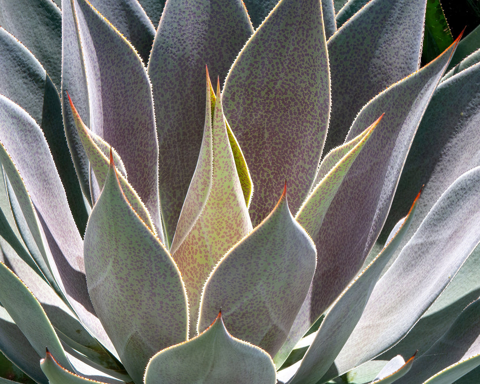 Mangave 'Lavender Lady'