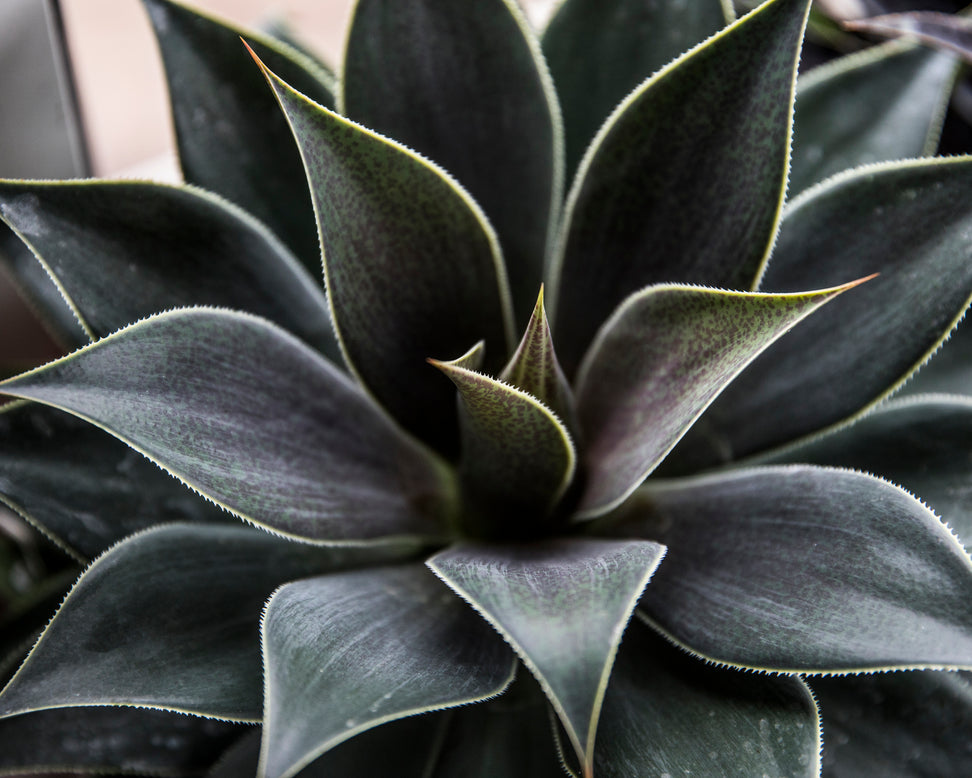 Mangave 'Lavender Lady'