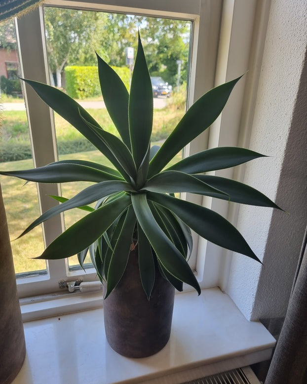 Mangave 'Lavender Lady'