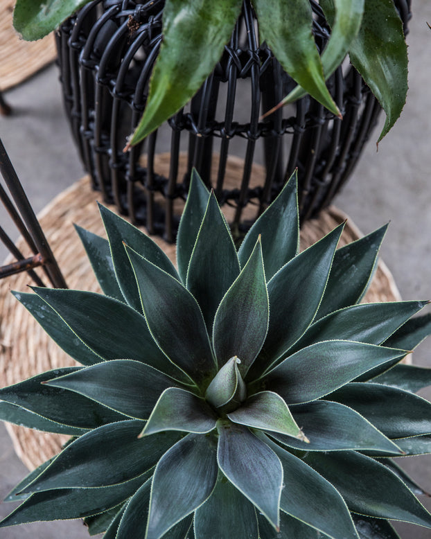 Mangave 'Lavender Lady'