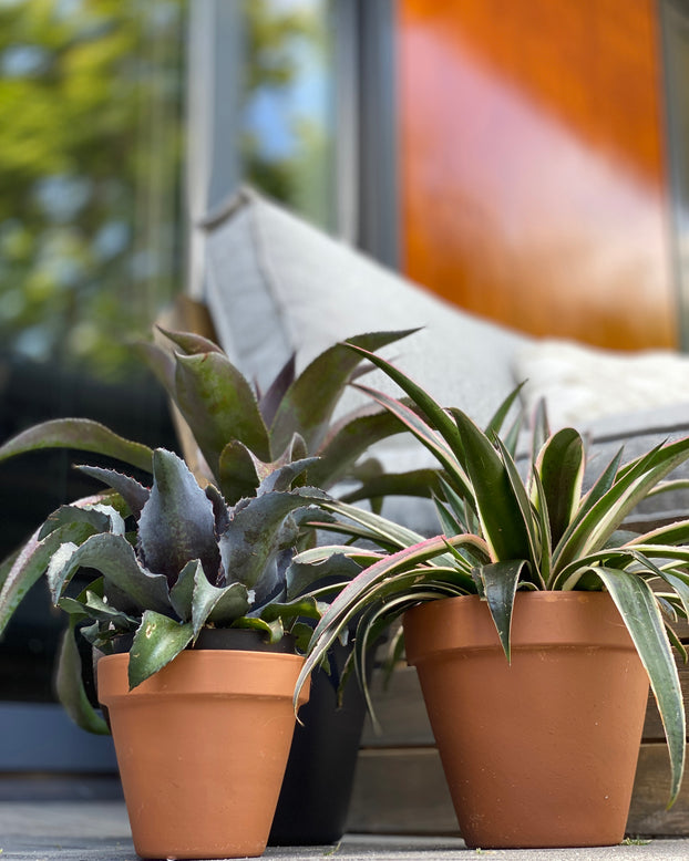 Mangave 'Mission to Mars'