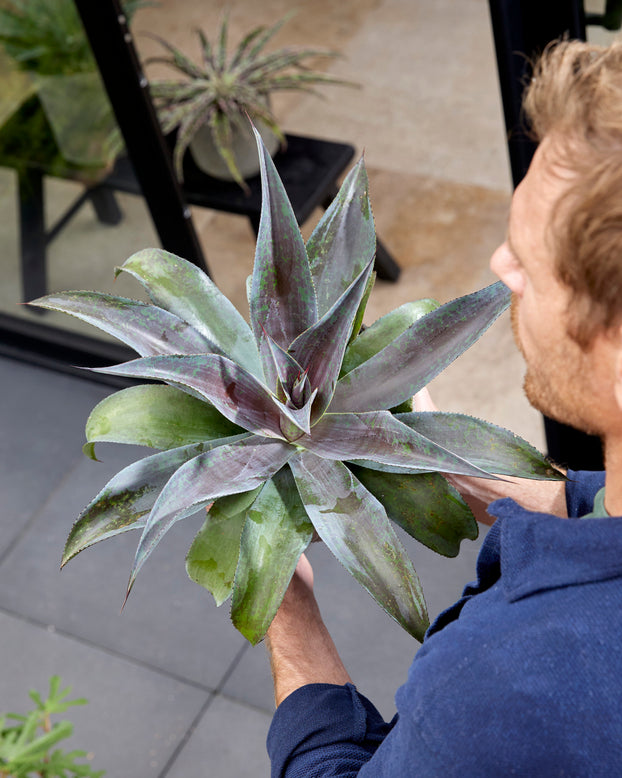 Mangave 'Mission to Mars'