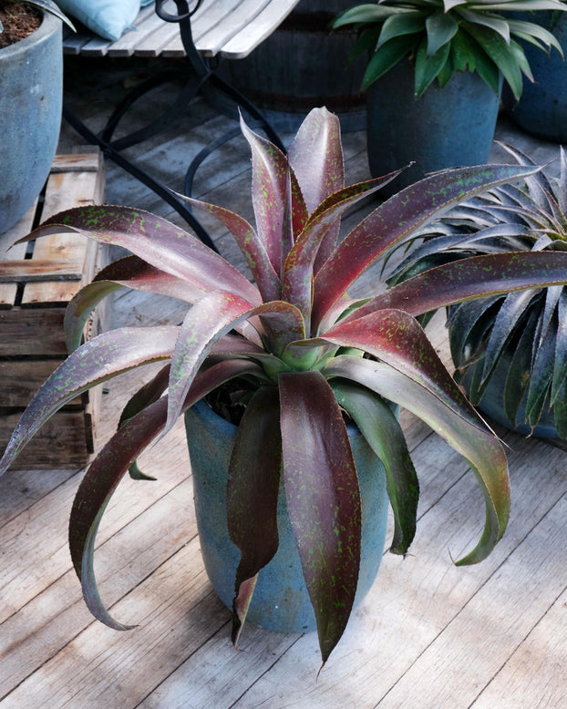 Potted plant with purple and green leaves on a wooden surface