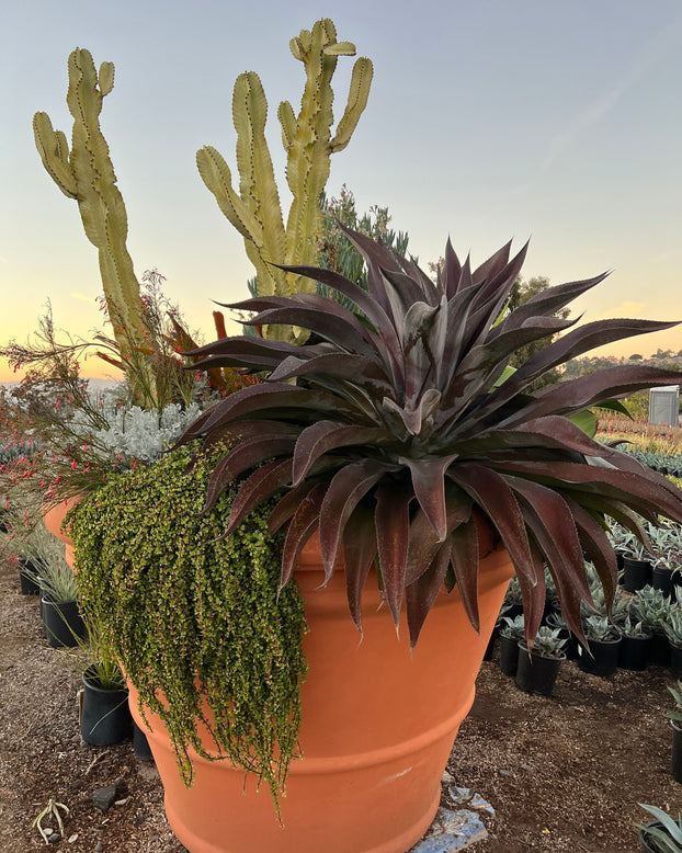 Mangave 'Mission to Mars'