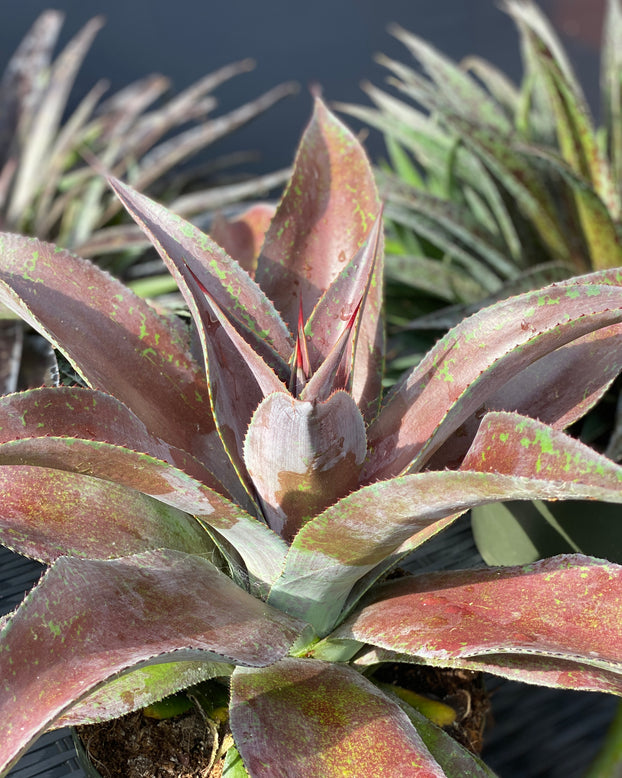 Mangave 'Mission to Mars'