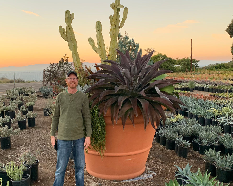 Mangave 'Mission to Mars'