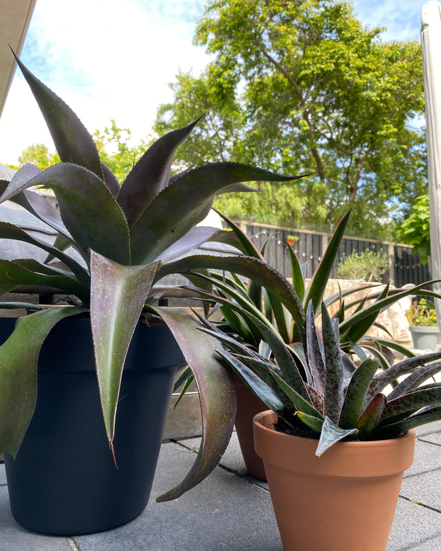 Mangave 'Mission to Mars'