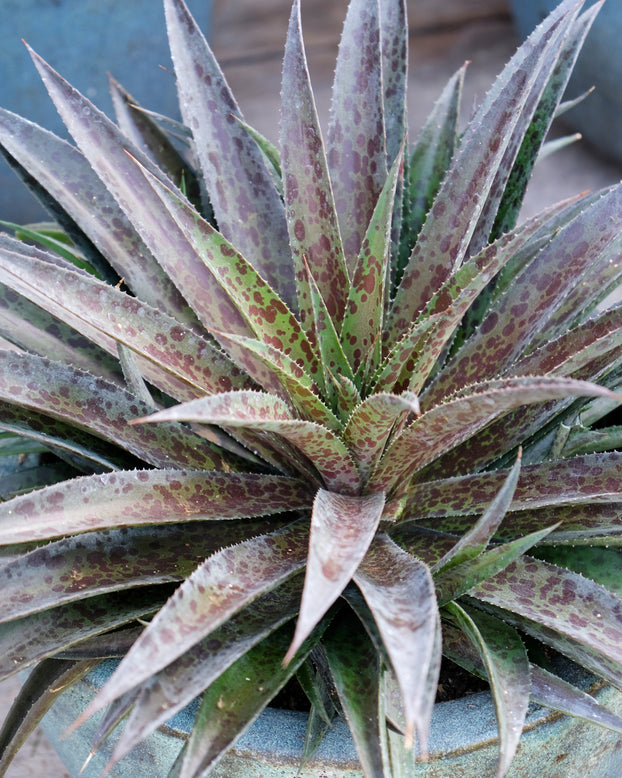 Mangave 'Pineapple Express'