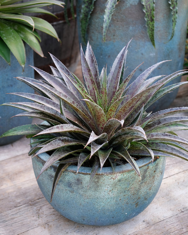 Mangave 'Pineapple Express'