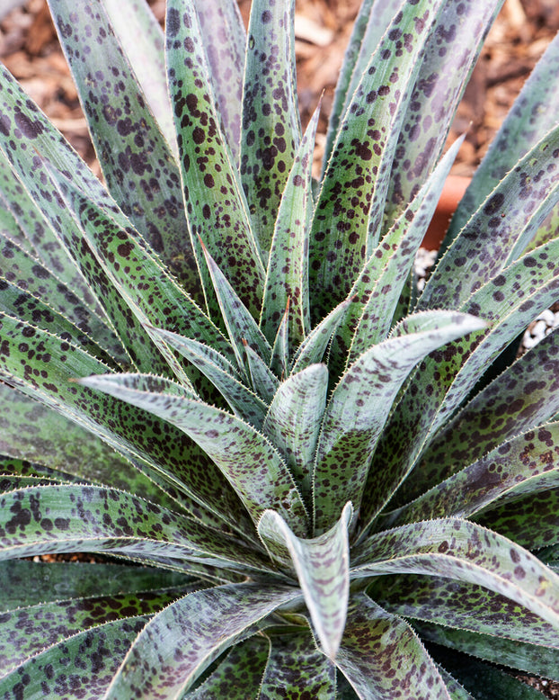 Mangave 'Pineapple Express'