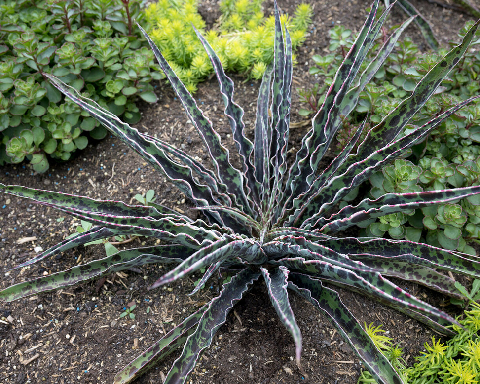Mangave 'Pineapple Express'
