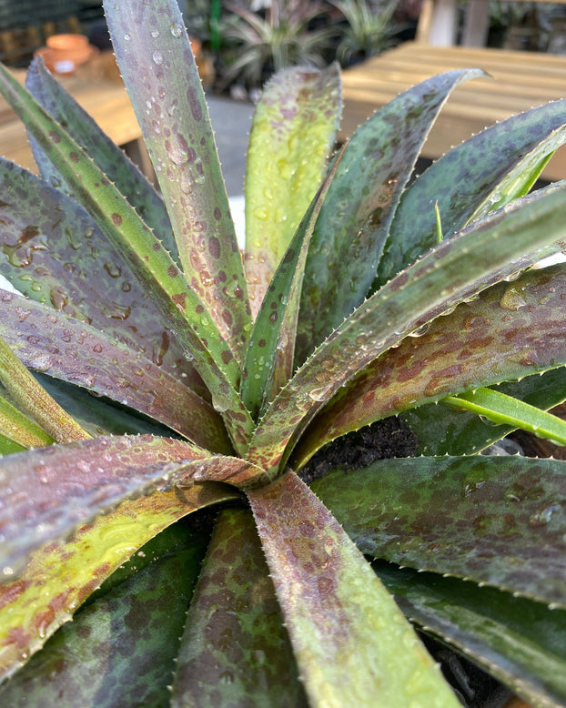 Mangave 'Pineapple Express'