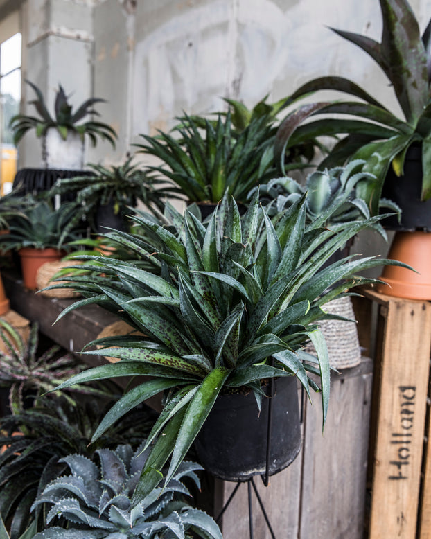 Mangave 'Pineapple Express'