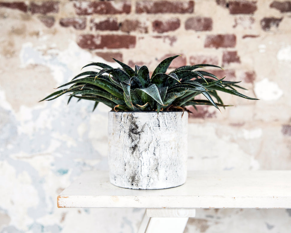 Mangave 'Pineapple Express'