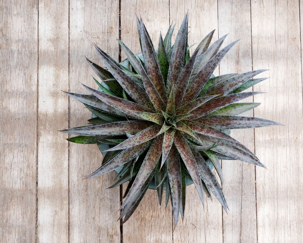 Mangave 'Pineapple Express'