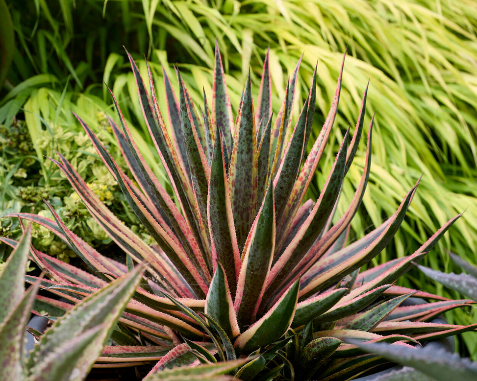 Mangave 'Pineapple Punch'