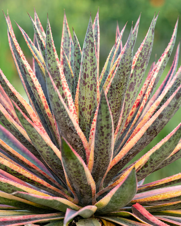 Mangave 'Pineapple Punch'