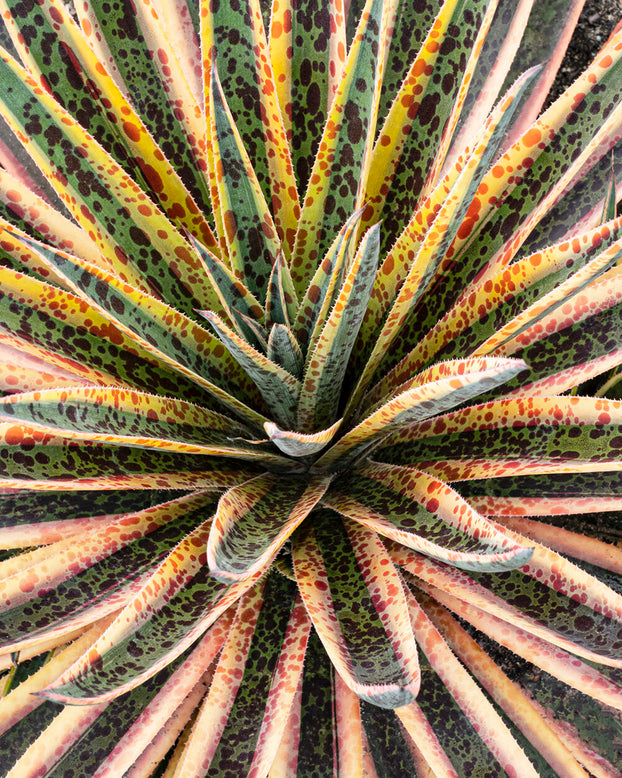 Mangave 'Pineapple Punch'