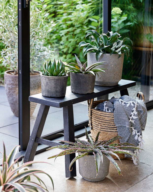 Mangave 'Praying Hands'