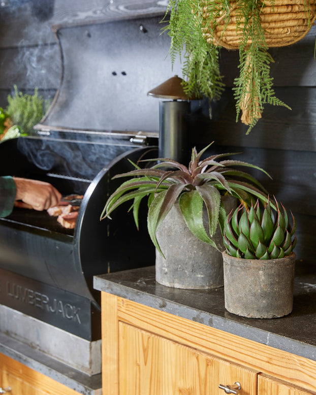 Mangave 'Praying Hands'