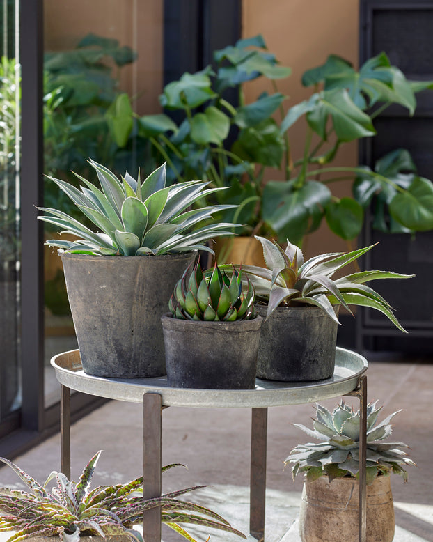 Mangave 'Praying Hands'