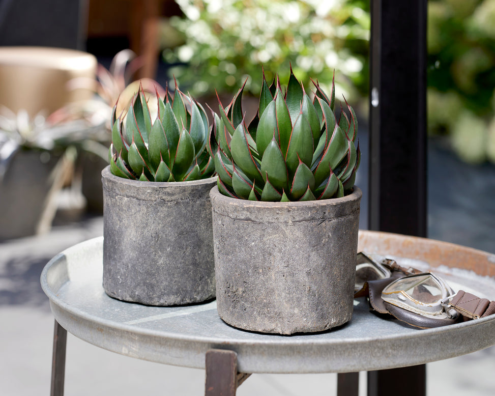 Mangave 'Praying Hands'