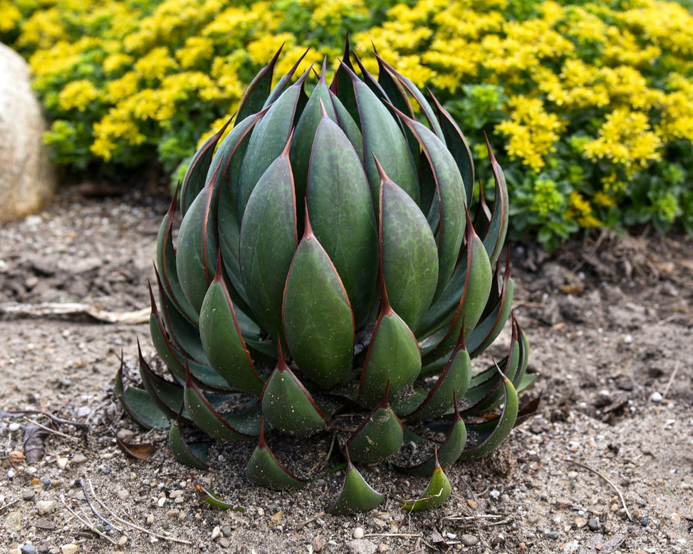 Mangave 'Praying Hands'