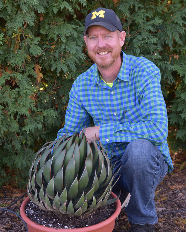 Mangave 'Praying Hands'