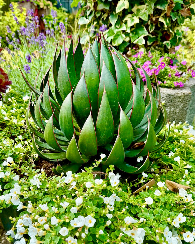 Mangave 'Praying Hands'