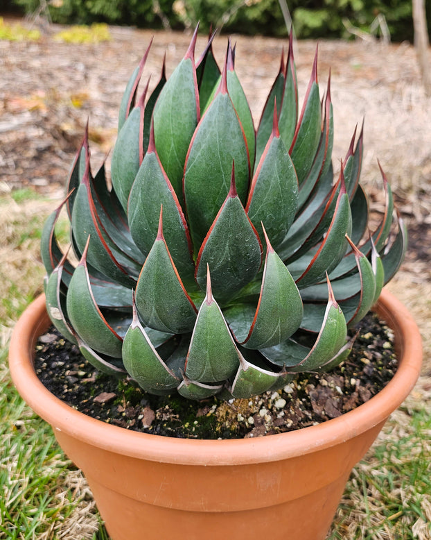 Mangave 'Praying Hands'