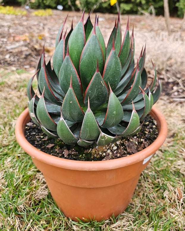 Mangave 'Praying Hands'