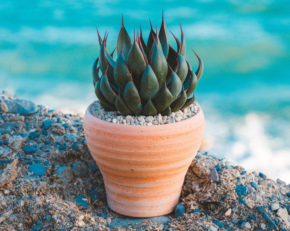 Mangave 'Praying Hands'