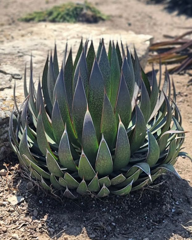 Mangave 'Praying Hands'