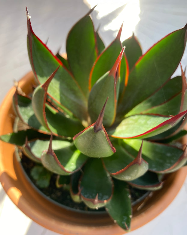 Mangave 'Praying Hands'