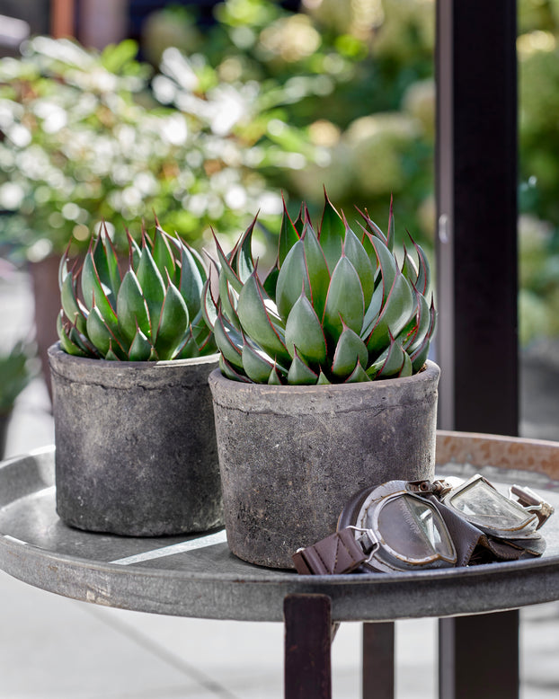 Mangave 'Praying Hands'