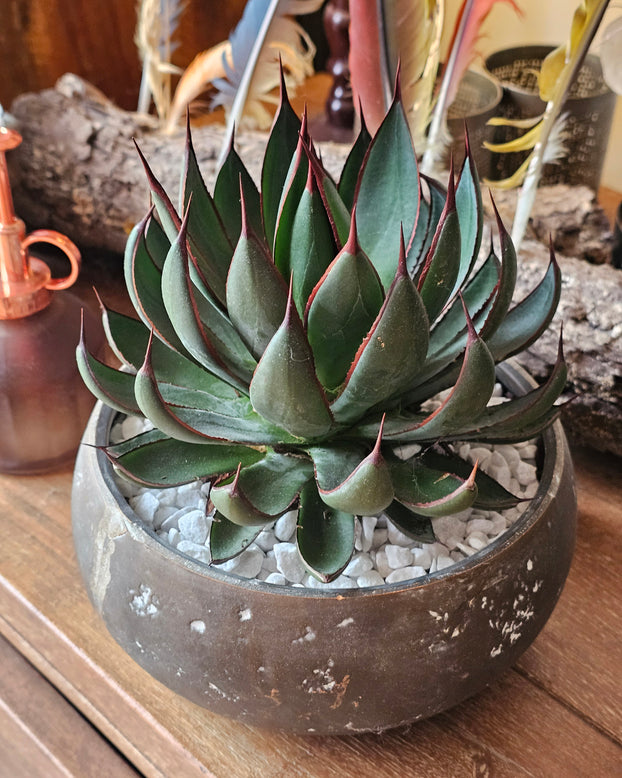 Mangave 'Praying Hands'