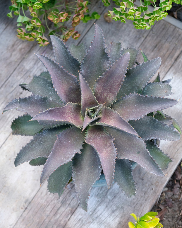 Mangave 'Silver Fox'