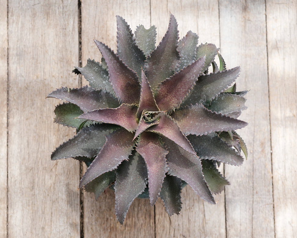 Mangave 'Silver Fox'