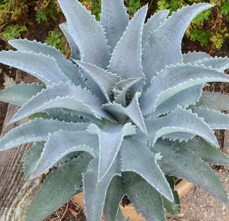Mangave 'Silver Fox'