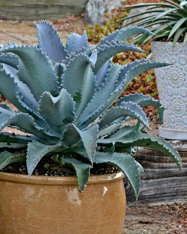 Mangave 'Silver Fox'