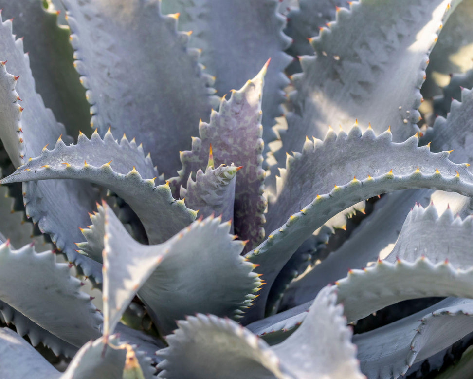 Mangave 'Silver Fox'