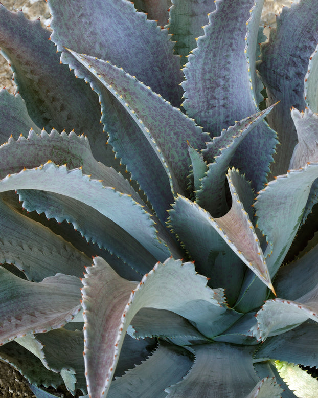 Mangave 'Silver Fox'