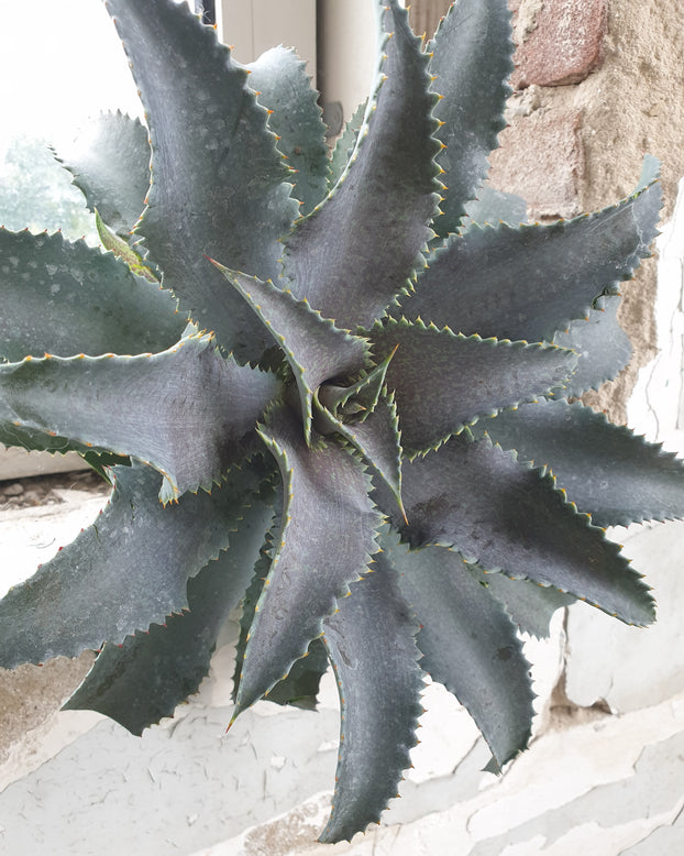 Mangave 'Silver Fox'