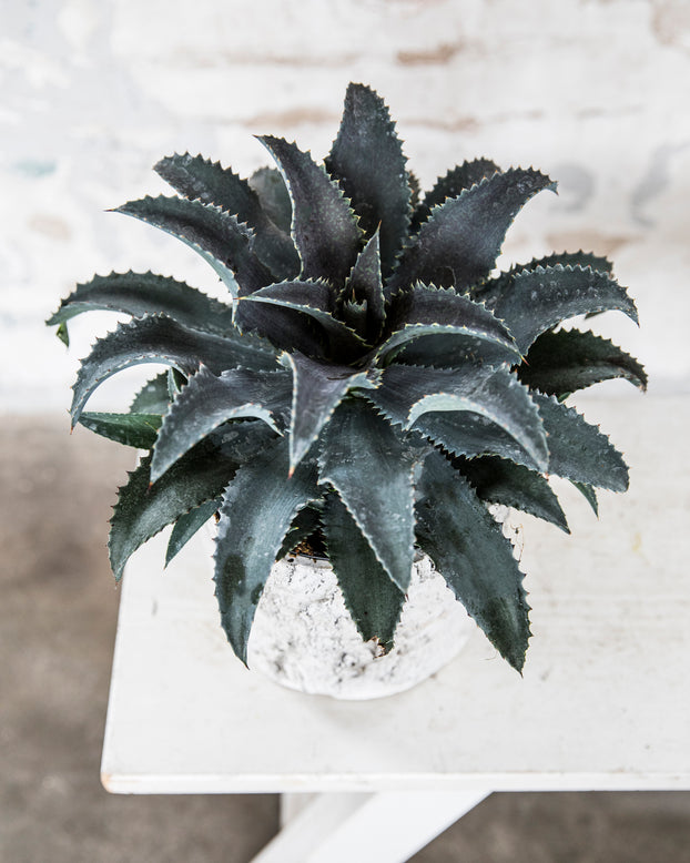 Mangave 'Silver Fox'