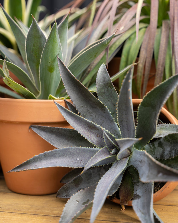 Mangave 'Silver Fox'