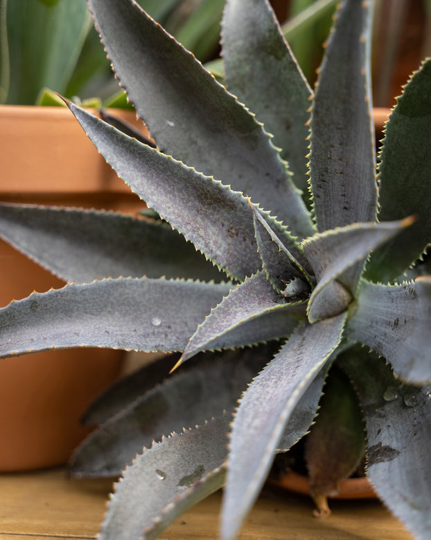 Mangave 'Silver Fox'