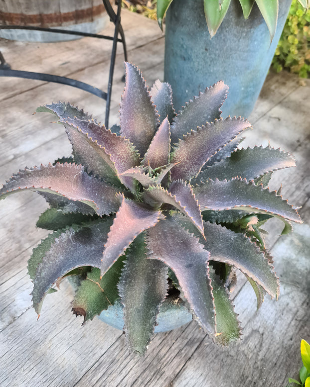 Mangave 'Silver Fox'
