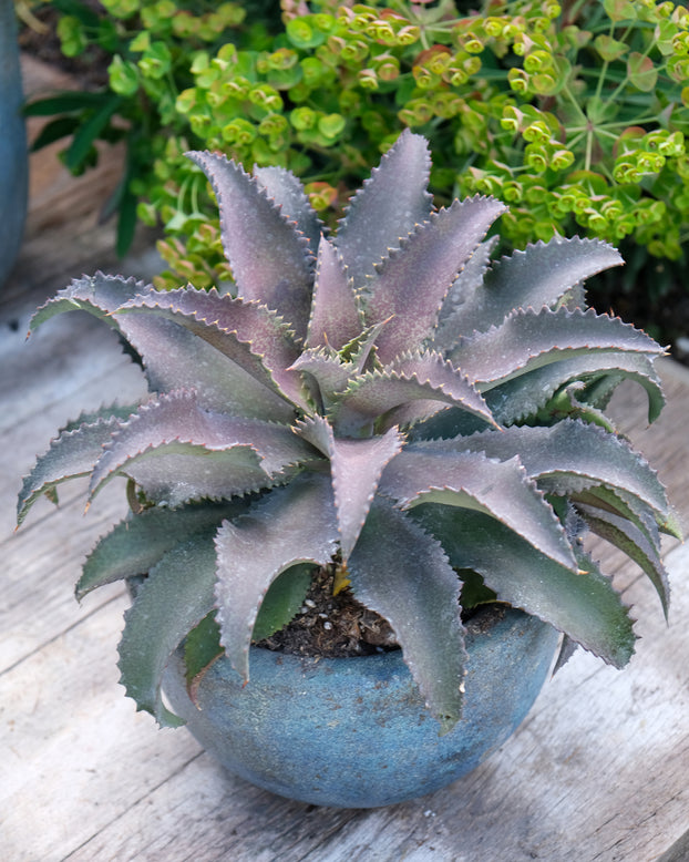 Mangave 'Silver Fox'